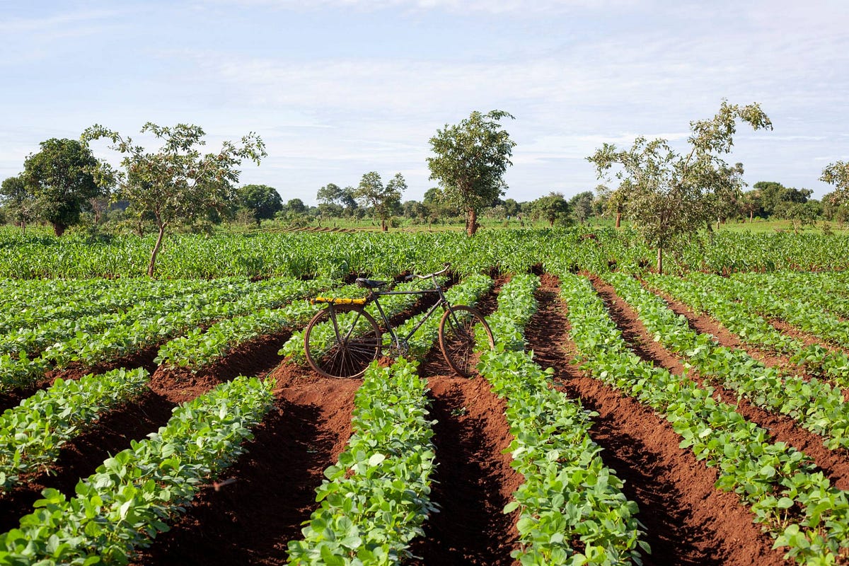 Conservation Agriculture in Malawi Boosts Soil Quality - Social TV