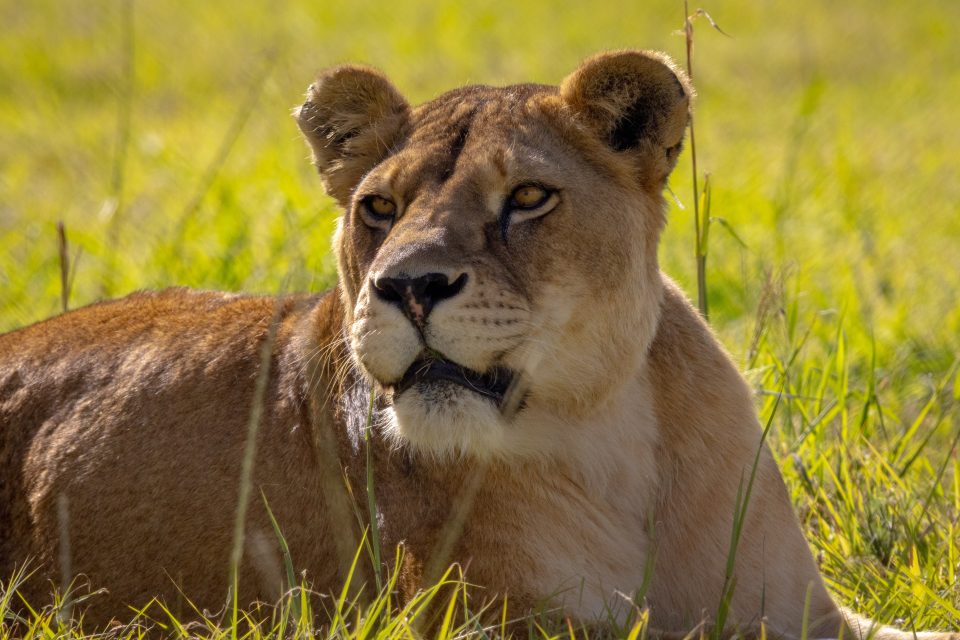 Lion resting at LIONSROCK Big Cat Sanctuary