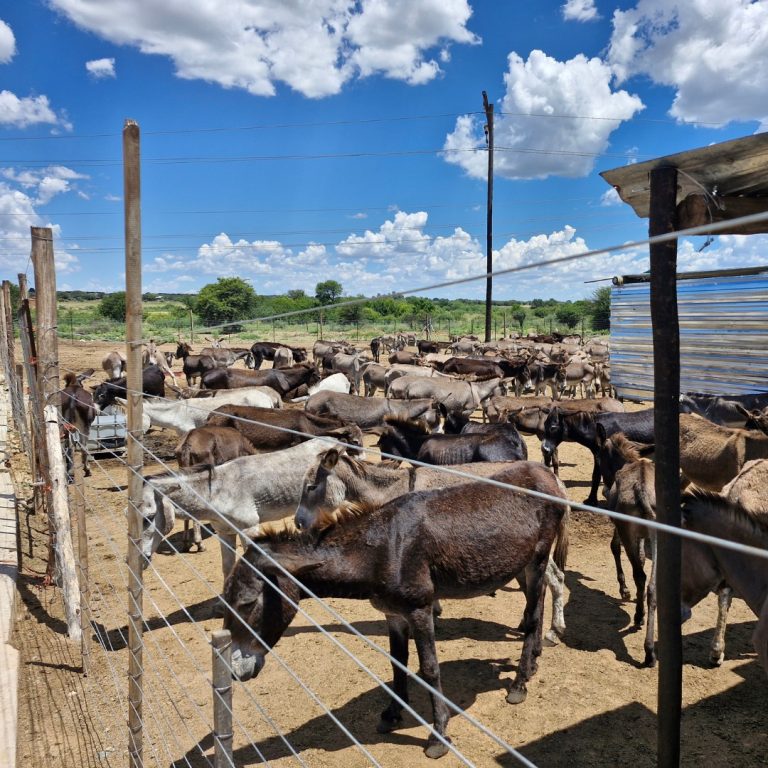 Donkey Protection Calls Grow Stronger
