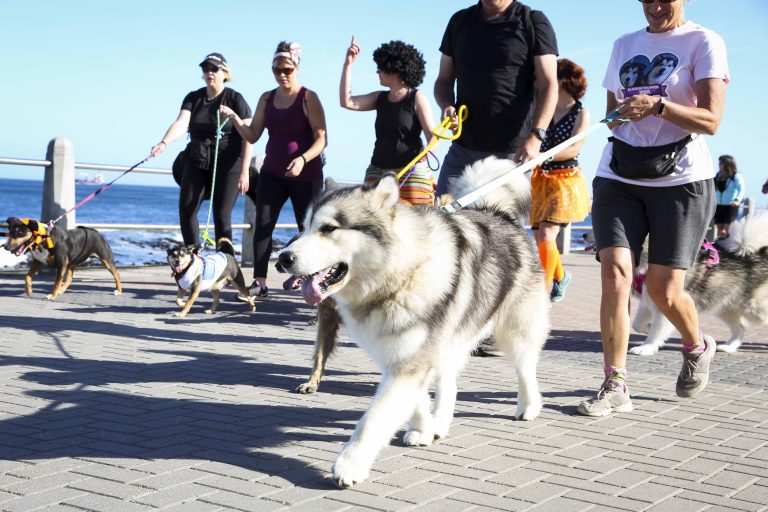 Dog walk fundraiser returns to Sea Point