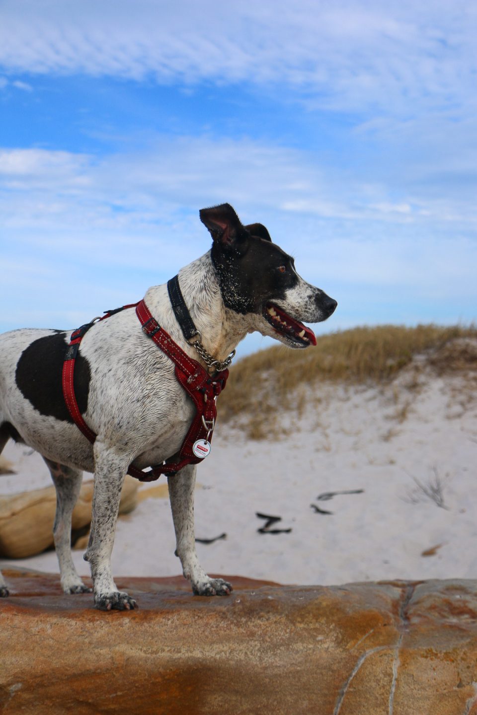 A black and white dog wearing a red harness stands on a rock at the beach, looking out across sandy dunes and the ocean sky.