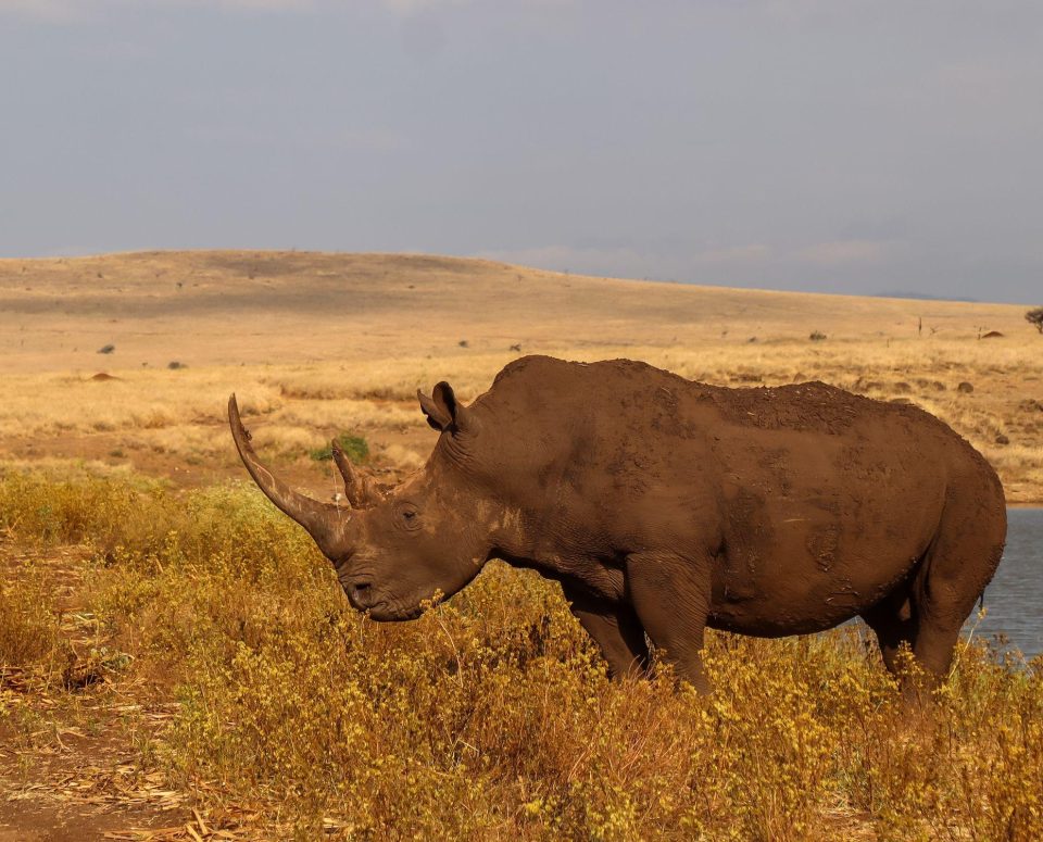 White rhinoceros standing in open savannah grassland, illustrating the importance of coordinated biodiversity management efforts to protect threatened species in South Africa.
