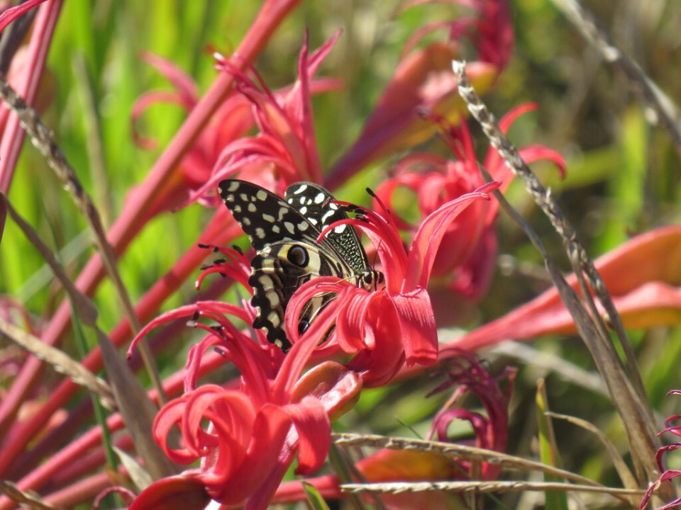 Butterfly pollinating bright red fynbos flower in Cape Town, highlighting local biodiversity recorded during the City Nature Challenge.