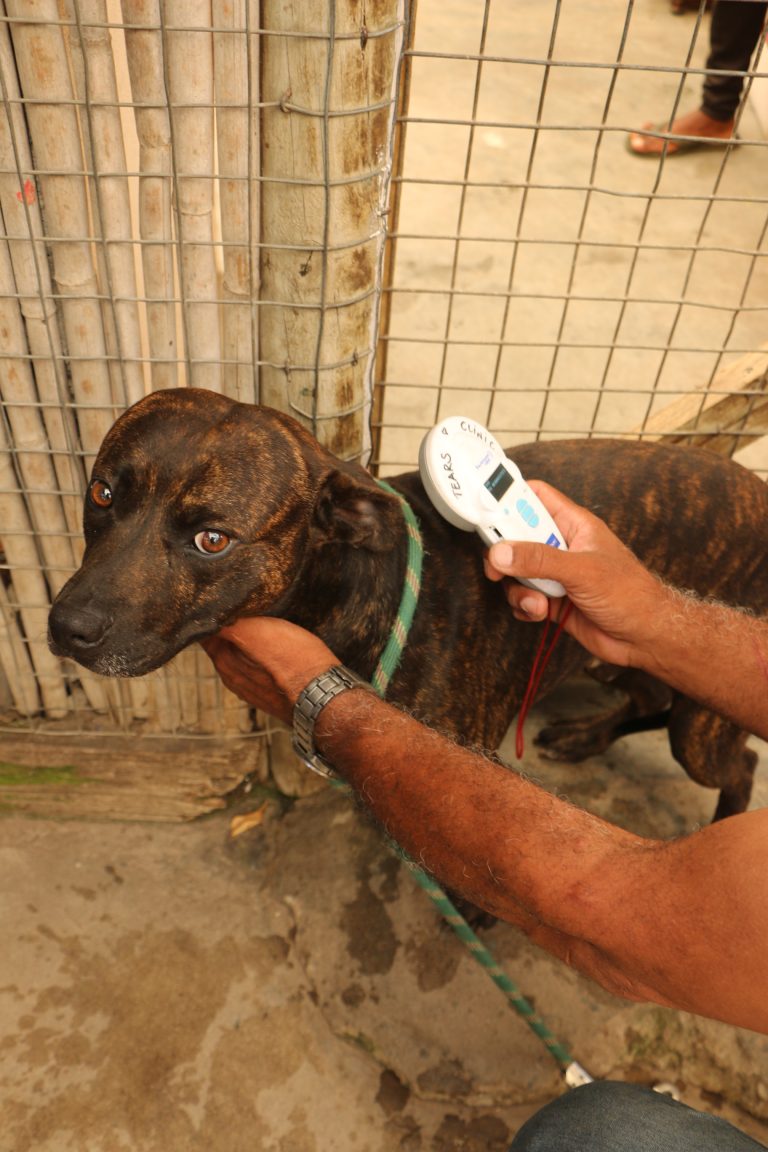 Microchipping Helps Reunite Lost Pets