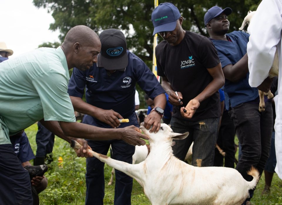 Veterinarians administering vaccine to a goat during livestock immunisation in Kenya
