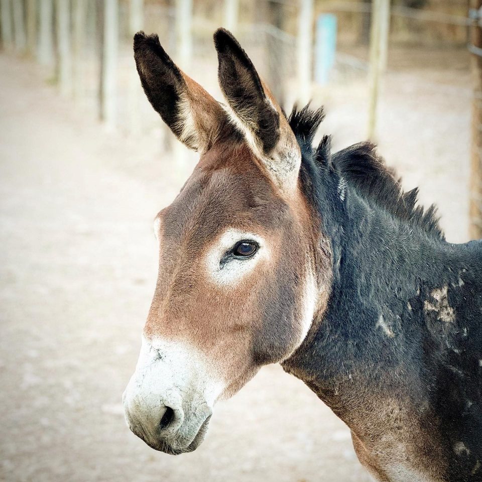 Rescued donkey stands at the Karoo Donkey Sanctuary during severe flooding in the De Rust region.