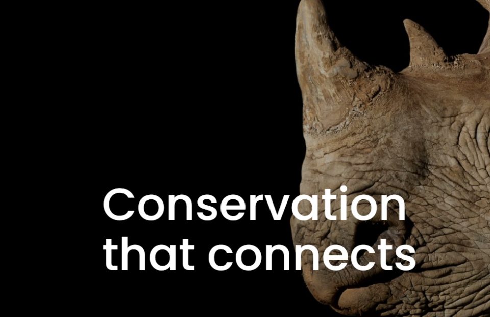 Close-up portrait of a rhinoceros against a dark background, highlighting the animal's horn and textured skin as a symbol of wildlife conservation.