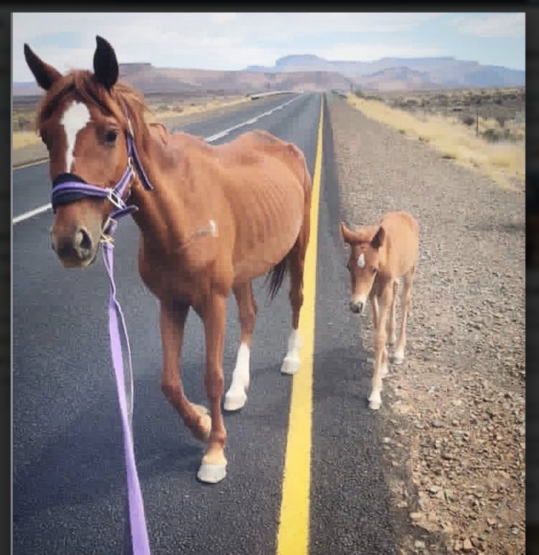 Rescued Donkeys Find Hope Again