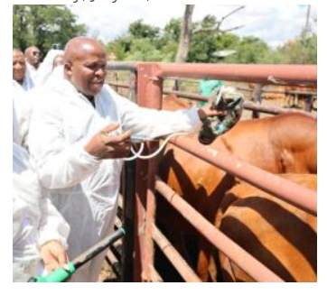 North West MEC for Agriculture and Rural Development Madoda Sambatha vaccinates a cow against Foot-and-Mouth Disease during the province's livestock vaccination campaign.