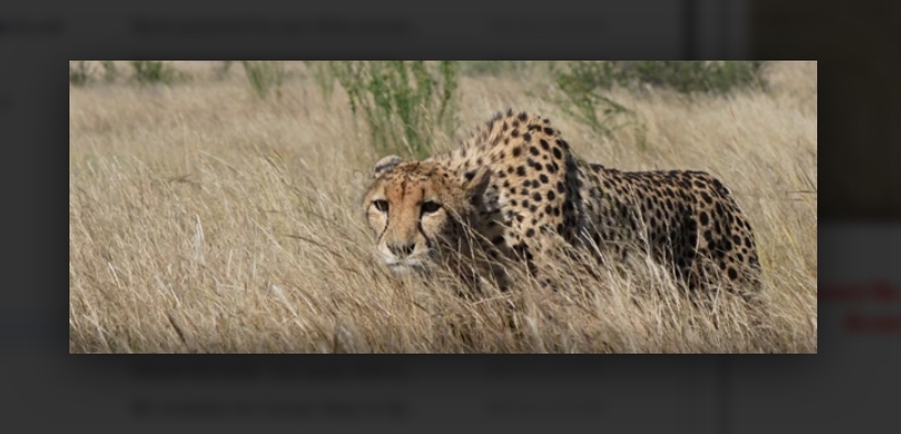 Cheetah moving through tall grass, representing the planned reintroduction of the species into Zambia’s Greater Luangwa Ecosystem.