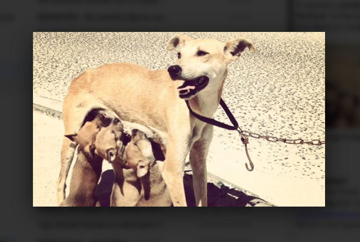 A mother dog nurses her puppies, highlighting the importance of sterilisation in preventing unwanted litters and reducing pet overpopulation.