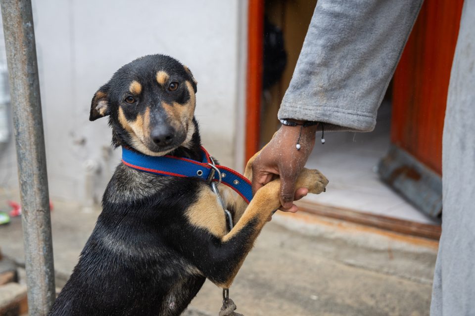 Dog wearing a blue and red collar holds paws with a person, representing companionship and responsible animal care.