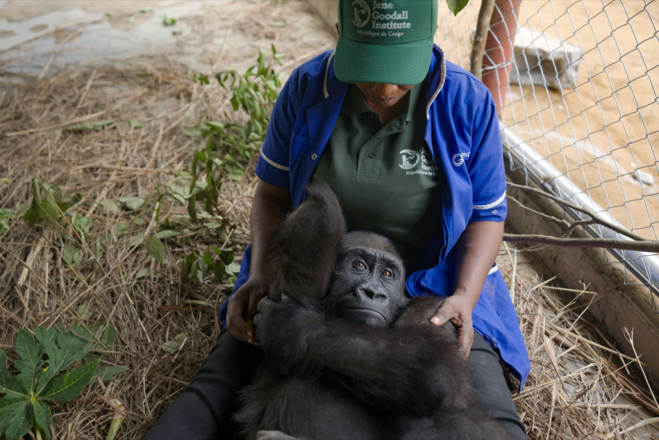 Rescued gorilla Bili during her conservation transfer from Nigeria to specialist care in the Republic of Congo.