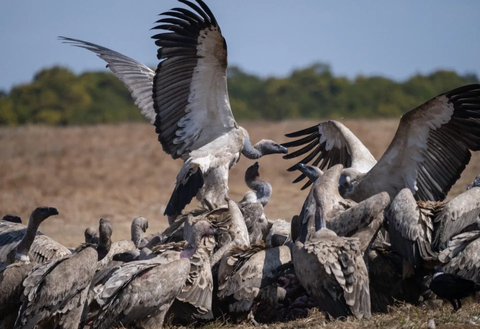 A large group of vultures gather and feed in an open Southern African landscape, highlighting the importance of creating safer habitats for threatened species.