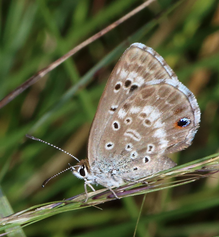 Sappi Protects Endangered Karkloof Butterfly